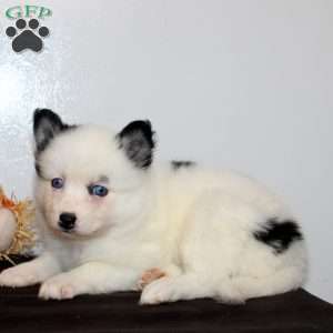 Hattie, Pomsky Puppy